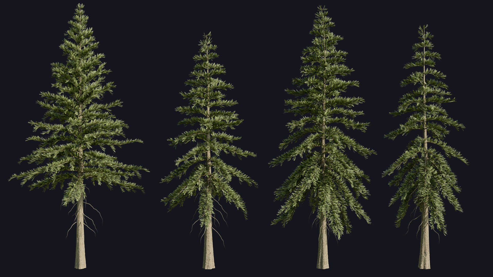 Spruce Trees preview